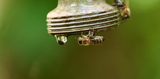Bees face many challenges – and climate change is ratcheting up the pressure