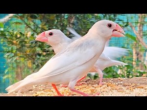 Java sparrows are here for singing loudly and happily every day and every time. Java sparrows sound