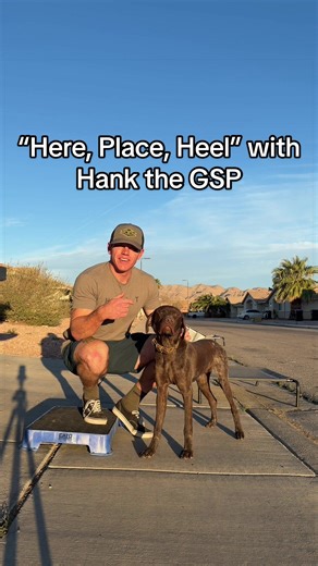 Bird season is over💔 Time for obedience training💪🏽 Obedience has its place in every aspect of a working dog’s life - from hunting to flying on airplanes, solid obedience is crucial! This is the beginning of “Here, Place, Heel” and we will use it almost every day for multiple different applications throughout Hank’s life. As you can tell, he’s pretty green compared to Millie, but he’ll be rock solid by the end of this chapter! Follow along to see how I utilize the @BestGunDogs Virtual Training