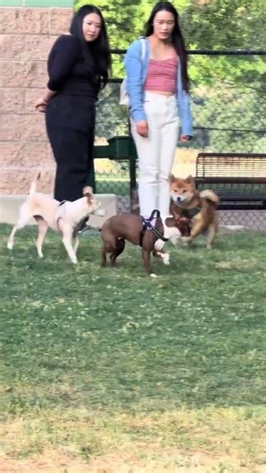 @ravenfelix3: cualli's first time at the park being a little awkward 😲 #dog #dogvideos