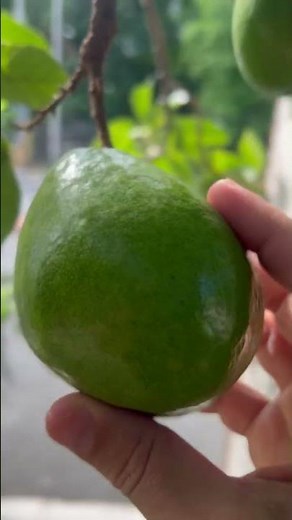 Avocados Growing Wild In Puerto Rico