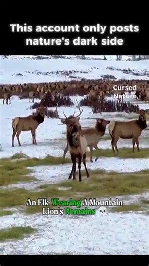 Elk Survives Brutal Mountain Lion Attack