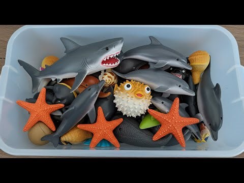 Sea Life Adventure: Shark, Orca, Whale, Sea Turtle, Clownfish, Dolphin, Pufferfish