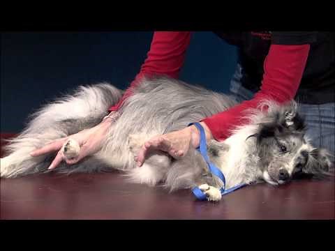 Restraint in Lateral Recumbency