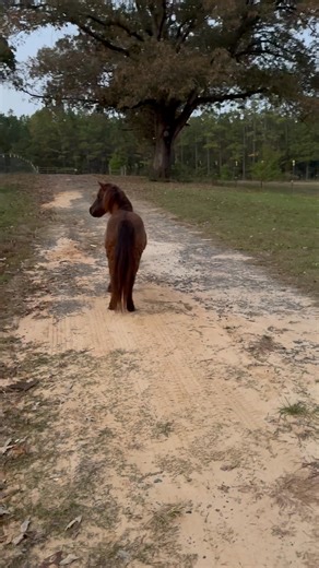 Busy weekend! This is our new little friend, Cocoa Puff! We had 3 new friends we picked up this weekend! Well, technically, 2 new friends, and 1 old friend. Taking guesses on who came back to us. Hint: He is actually not old. He is all one solid color. And he has been called a pocket sized something, but is probably bigger than any of his mustang friends! Any guesses on who it is? Stay tune for more introductions! But for now, say hi to Cocoa Puff. And if those of you who pray, please say a pray