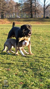 74K views · 940 reactions | This Boerboel is over the moon with their...