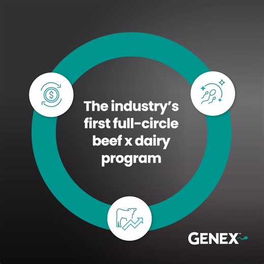 20 reactions | Our FeedWise™ ONYX™ beef on dairy program is the complete solution that gives you peace of mind and guarantees profitability. Learn more at --> https://genex.coop/feedwise/ | GENEX Dairy | Facebook