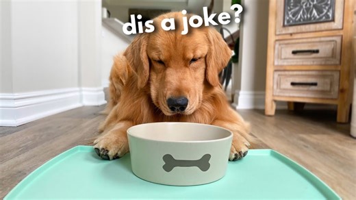 I Told My Dog He’s on a Diet