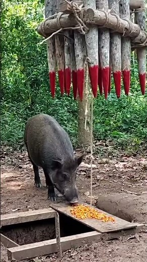 Primitive Engineering: Deadly Forest Traps in Action,Sun Bora Survival