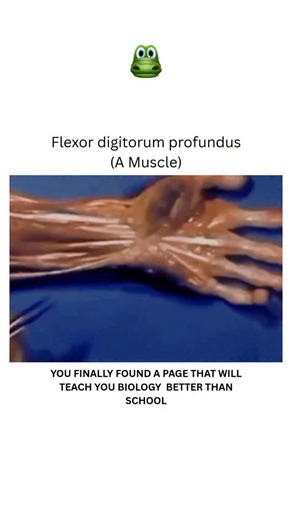 BIOLOGY | MEDICAL | HEALTH on Instagram: "The Flexor Digitorum Profundus is a deep muscle of the forearm that flexes the distal interphalangeal joints of fingers 2–5. It originates from the ulna and interosseous membrane and inserts into the distal phalanges. Innervated by both median and ulnar nerves, it plays a crucial role in finger movement. . Dm for credit or removal 🙏🏻👏🏻 For educational purposes only. ……… The visuals used feature a plastic hand model, which helps in identifying and und
