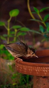 Time to Take Shower | #nature #8k #8kvideo #hdrvideo |