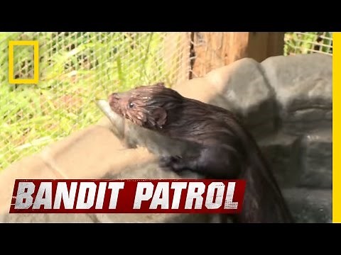 A Mink's First Swim | Bandit Patrol