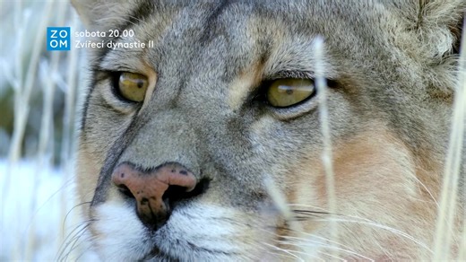 1.6K views · 81 reactions | Pokračování přírodopisného dokumentárního seriálu, který vypráví příběhy šesti neuvěřitelných zvířecích rodin na jejich životní cestě, bojujících o život a vychovávajících další generaci. ➡️ Britský dokumentární seriál Zvířecí dynastie II (1) sledujte dnes ve 20.00 na Prima ZOOM. | Prima ZOOM | Facebook