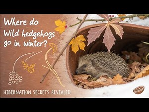 Wild Hedgehog Hibernation: What Happens in Winter & How to Help