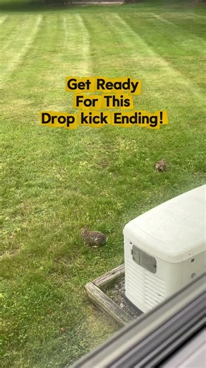 New! 4K POV: Cute Bunnies Jump Around