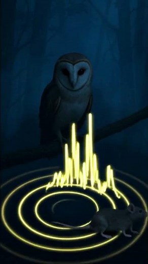 Barn Owls Hunt in Complete Darkness