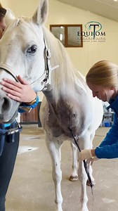 🇫🇷 Retrait d’un drain chez un cheval souffrant d’un grave mélanome (post-op) 🇬🇧drain removal in a horse operated for severe melanomas. | Equitom
