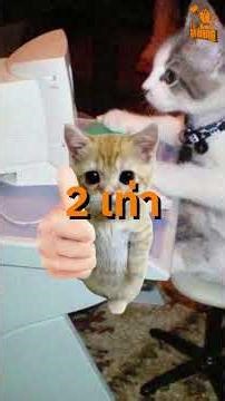 Priming effect สภาพแวดล้อมมีผลต่อการทำงานนะ