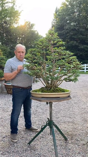 Privet bonsai in the kabudachi style #bonsai #bonsaistyle #plantlife #plantlove | David Easterbrook Bonsai