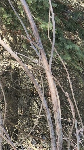 Peaceful chickadee watches two family members fight in flight. #shorts