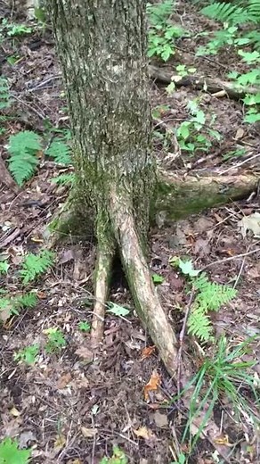 Elm vs. ironwood identification (read description)