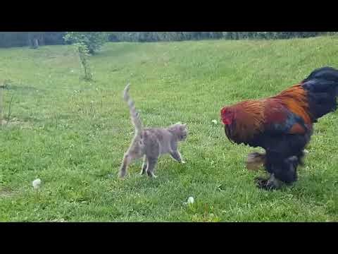 Giant Rooster vs Cat