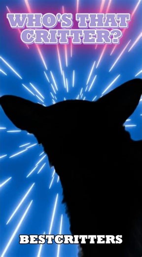 Who taught him to play Geometry Dash? 😂 #animals #pets #cute #funnyanimals #dog