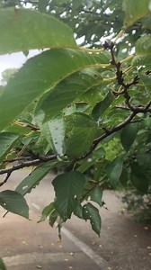 That cricket sound you hear on trees usually comes from insects like crickets, cicadas, or katydids. Crickets – They make chirping sounds by rubbing their wings together (called stridulation). You’ll often hear them at night. Cicadas – Common in trees during the day. They produce a loud buzzing or clicking sound using special membranes on their abdomen called tymbals. Katydids – Related to crickets and grasshoppers, they create a more raspy or clicky sound, often from trees and bushes at night. 