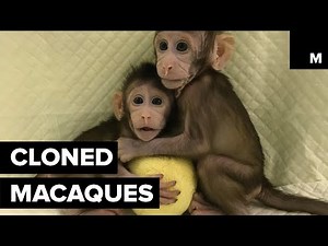 Monkeys Are Being Cloned Inside a Chinese Lab