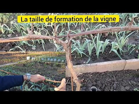 La taille de formation de la vigne en 3 étapes (la taille en cordon de royat) 2022