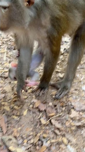 This pigtail baby monkey Levy shaking your heart and rid of your stressfulness #babymonkey
