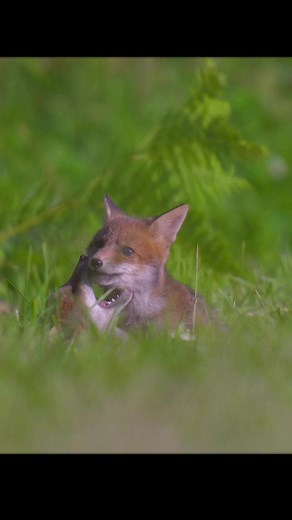 61K views · 4.6K reactions | Les habitants de la forêt ❤️ | Adrien Favre Photographie | Facebook