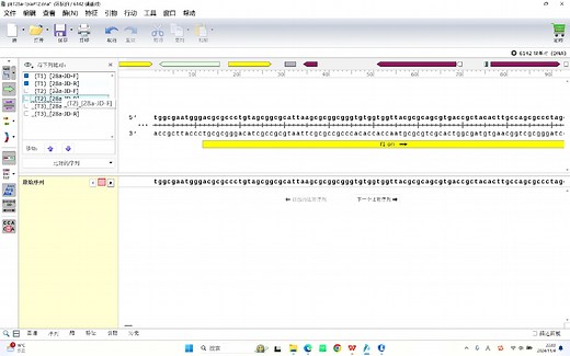 利用SnapGene设计引物完成载体构建、鉴定以及测序结果的查看