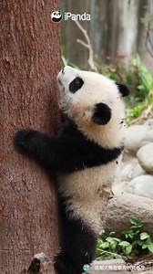 59K views · 10K reactions | Morning is an important time of day. Let’s get up early with panda, do exercise and stay fit. (Fu Duoduo) #HiPanda #PandaMoment | iPanda | Facebook