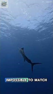 🏃‍♂️💨 Sailfish: The Fastest Fish in the Ocean! 🐟💨