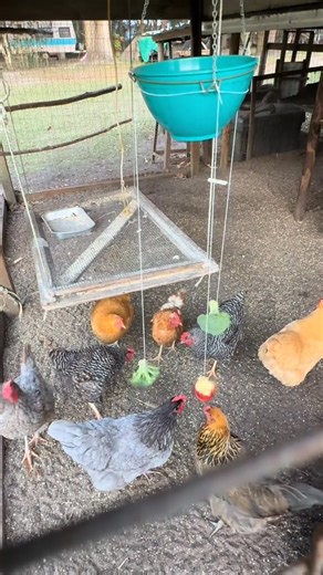 Chicken facts | James Weston
