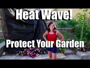 4 Tips to Protect your Garden in Hot Weather