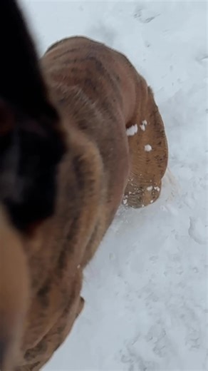 Doing 80 in a 25 #speeding #boxer #snow #dog #playing | Boxer Dog