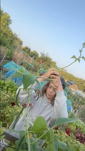 How to freeze fresh green beans.