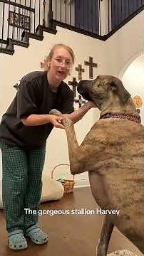 Dogs being dramatic but adorable #funny #dog #cute #drama #pets