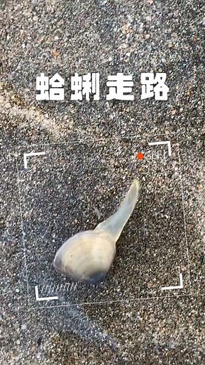 吃過蛤蜊，但你看過蛤蜊走路嗎？ How do clams walk? ^ΦωΦ^)╯感謝授權 FB 家有陳帶金 #即新聞 #即即歪歪 #geevideo #蛤蜊 #蛤蠣 #走路 #野生動物 #clams | 即新聞