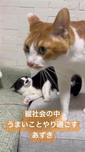 うまいことやり過ごすあずき #多頭飼い #猫のいる暮らし #ネコ #保護猫
