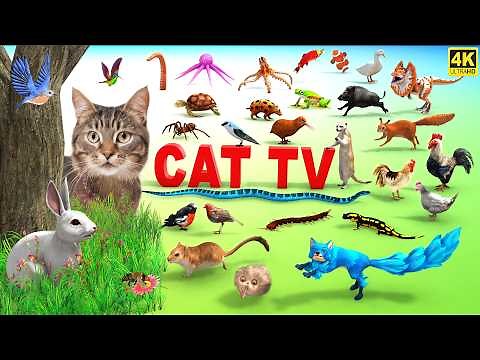 3d TV for Cats | Cat Games Ultimate Cat TV Compilation | Movie for Cats to Watch | 4k