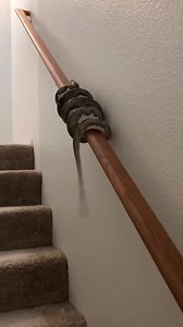 File:How to Climb Stairs When You're a Python.webm - Wikimedia Commons