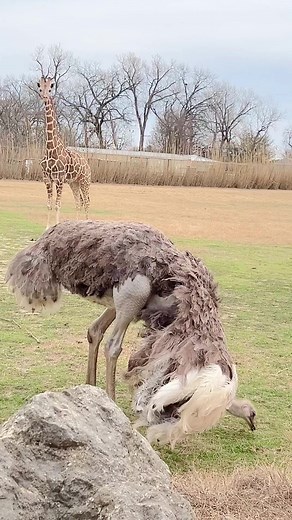 Frank Buck Zoo on Reels