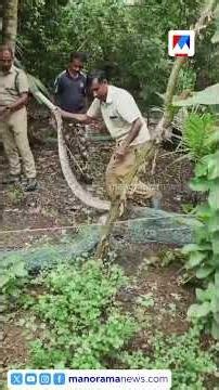ഇര തേടി ജനവാസ മേഖലയിൽ ഇറങ്ങി വലയിൽ കുടുങ്ങിയ പെരുമ്പാമ്പിനെ ഫോറസ്റ്റ് സംഘം രക്ഷപ്പെടുത്തി #python
