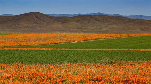 Will there be a ‘superbloom’ this year in California? Here’s what to know