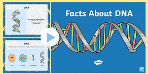 Facts About DNA PowerPoint
