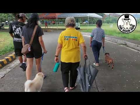 Gunther’s Transformation: Aggressive Dachshund with Bite History | Real Training