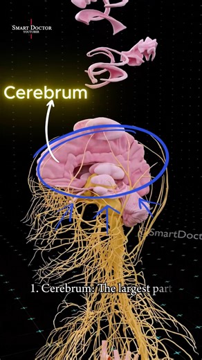 Le pouvoir caché du cerveau 🧠✨ - - - - Le cerveau humain est un chef-d'œuvre de la biologie. Le télencéphale gère la pensée, la parole et les sens. Le cervelet maintient la coordination, la posture et l'équilibre. Le tronc cérébral vous maintient en vie en contrôlant la respiration et le rythme cardiaque. Découvrez comment ces trois parties fonctionnent ensemble pour vous faire bouger, penser et vivre. ============= Votre cerveau est la structure la plus complexe de l'univers : un vaste réseau 